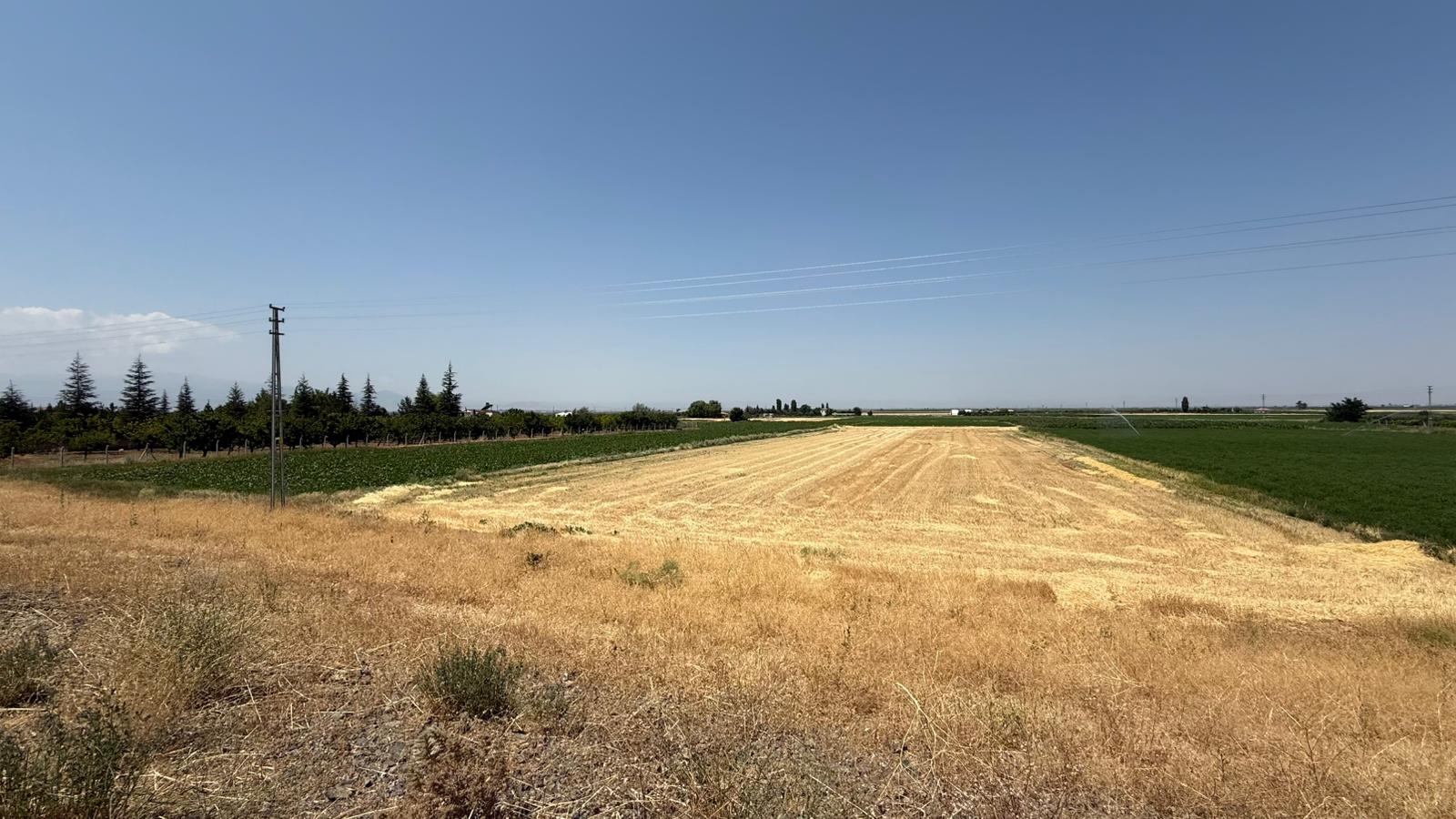 KAYSERİ DEVELİ ZİLE MAHALLE TOPAKARMUT MEVKİİNDE ANA YOL ÜZERİ SATILIK TARLA